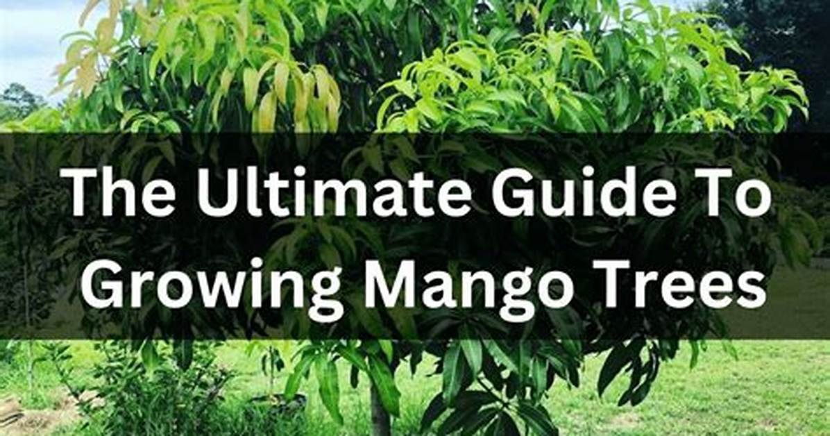 How Is Mango Grown