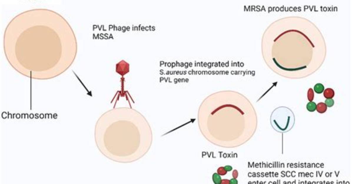 How Is Mssa Spread