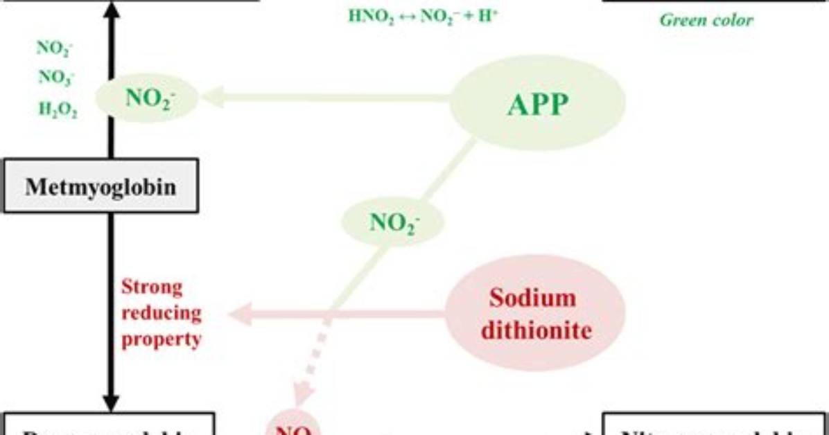How Is Nitrosomyoglobin Formed?