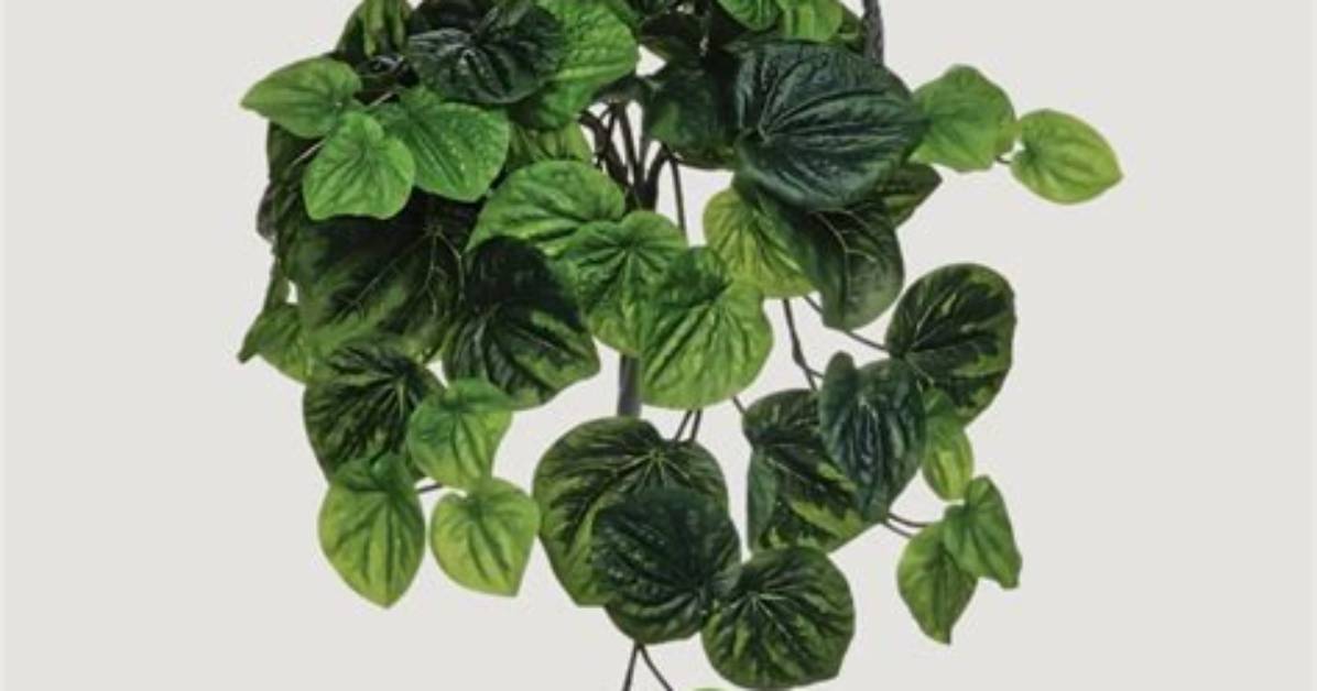 How Is Peperomia Treated