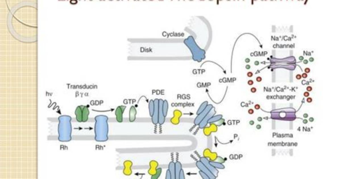 How Is Rhodopsin Activated?
