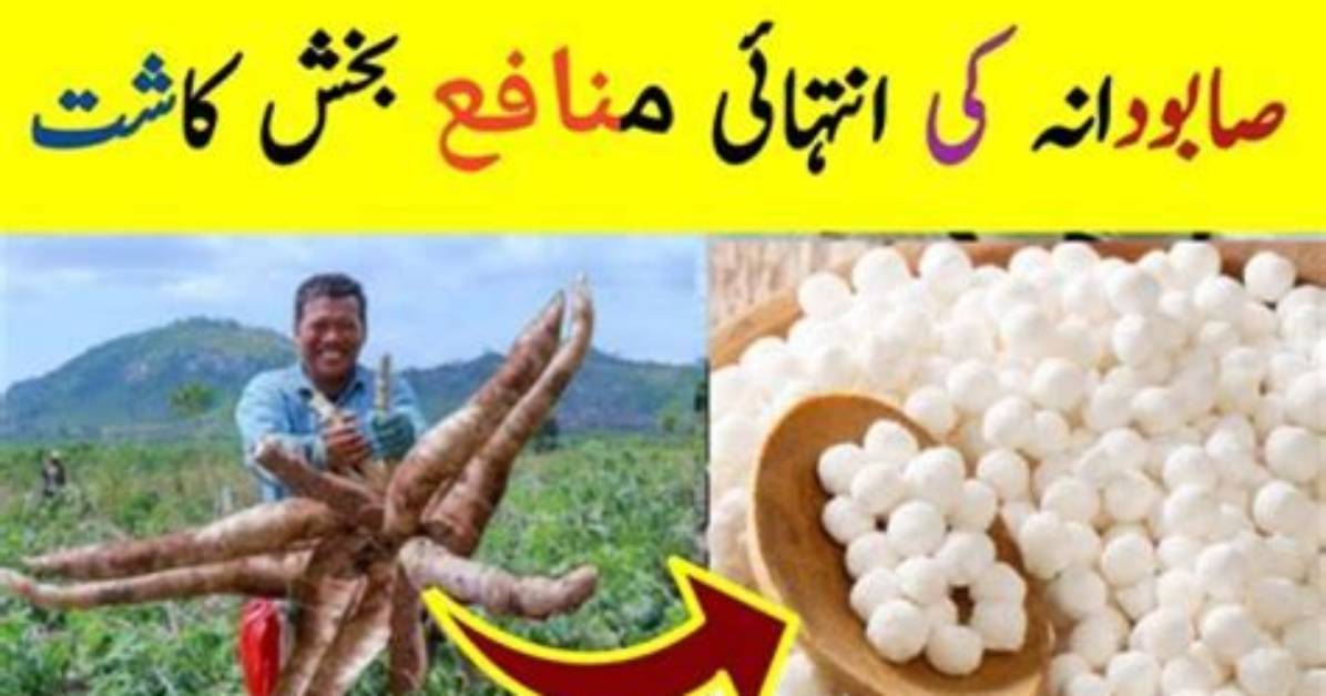 How Is Sabudana Extracted