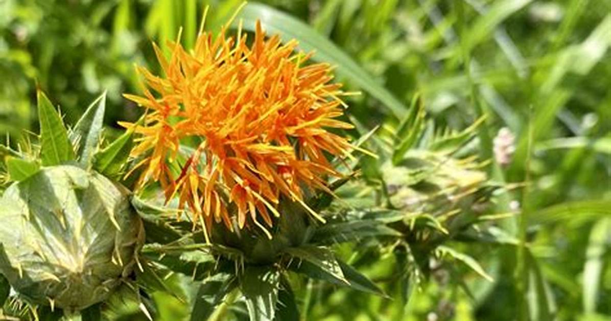 How Is Safflower Grown?