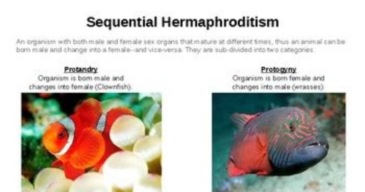 How Is Sequential Hermaphroditism Different from Simultaneous Hermaphroditism?