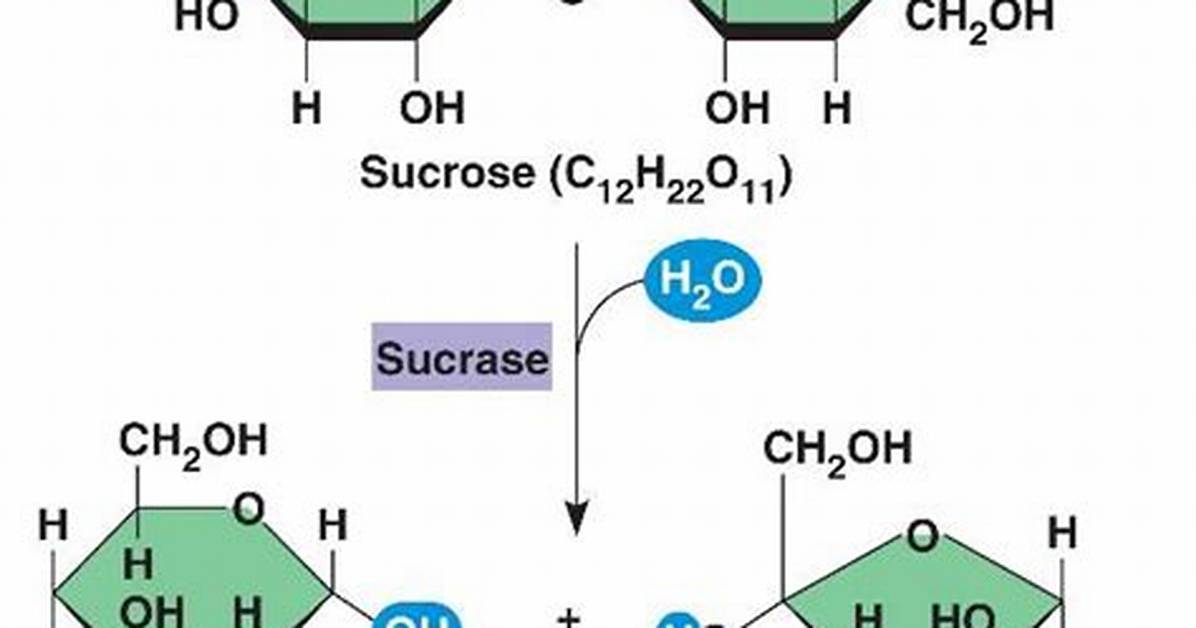 How Is Sucrase Made