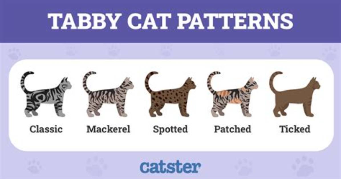 How Is Tabby Made