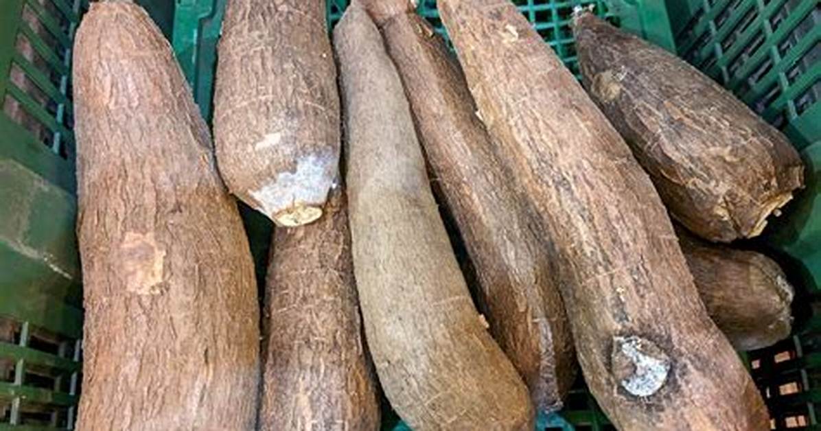 How Is Tapioca Extracted from the Root