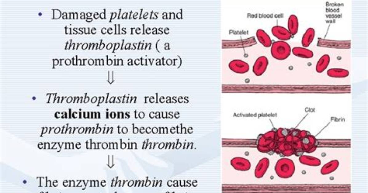 How Is Thromboplastin Produced?