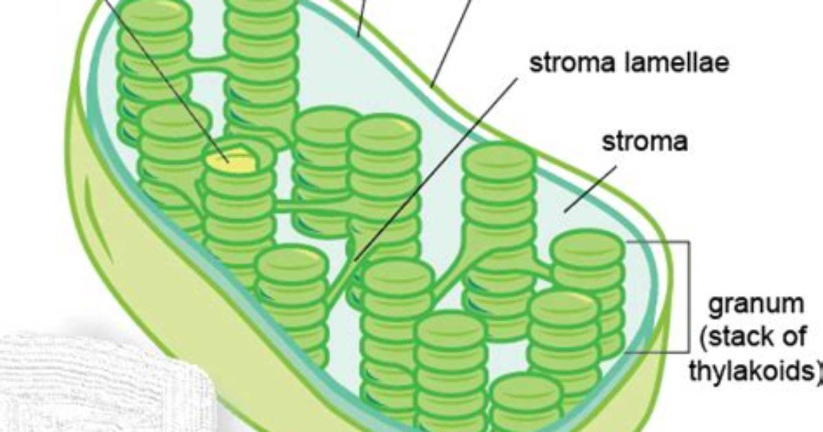 How Is Thylakoid Arranged?