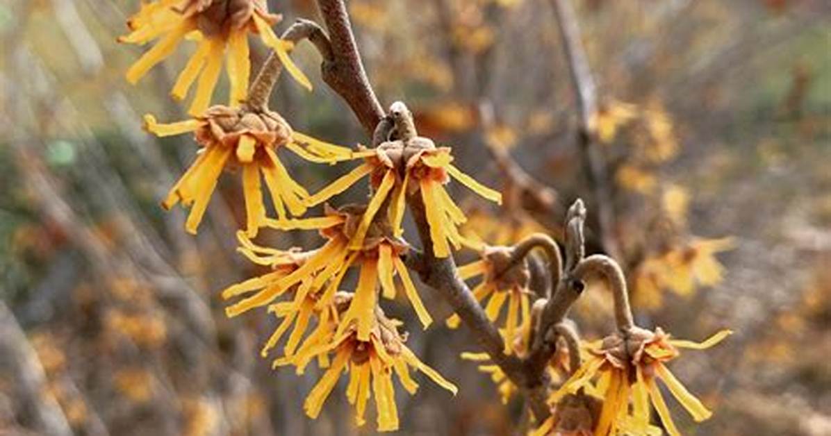How Is Witch Hazel Pollinated
