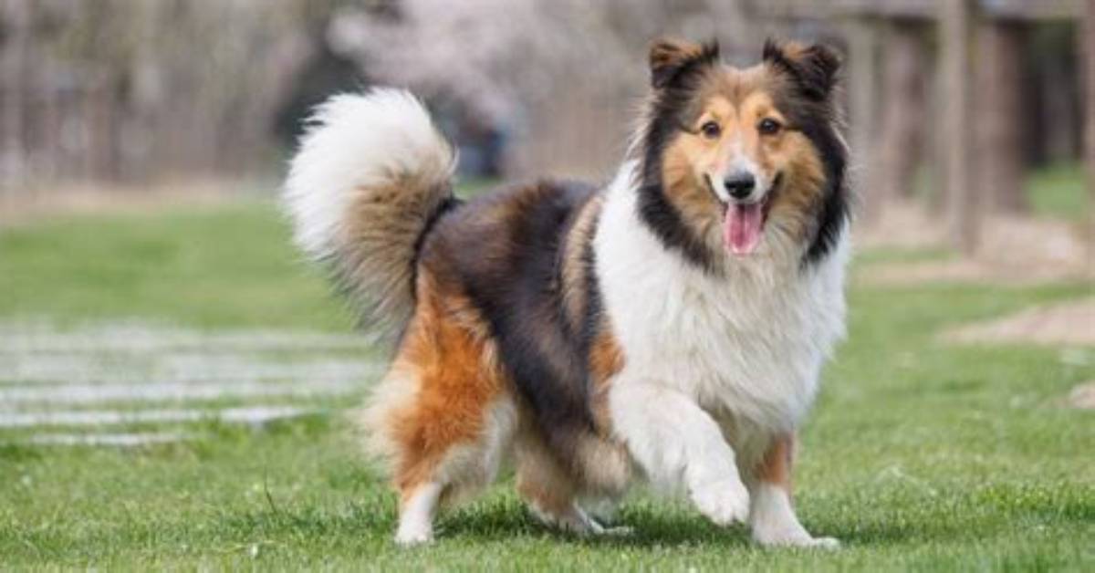 How Large Do Shelties Get?