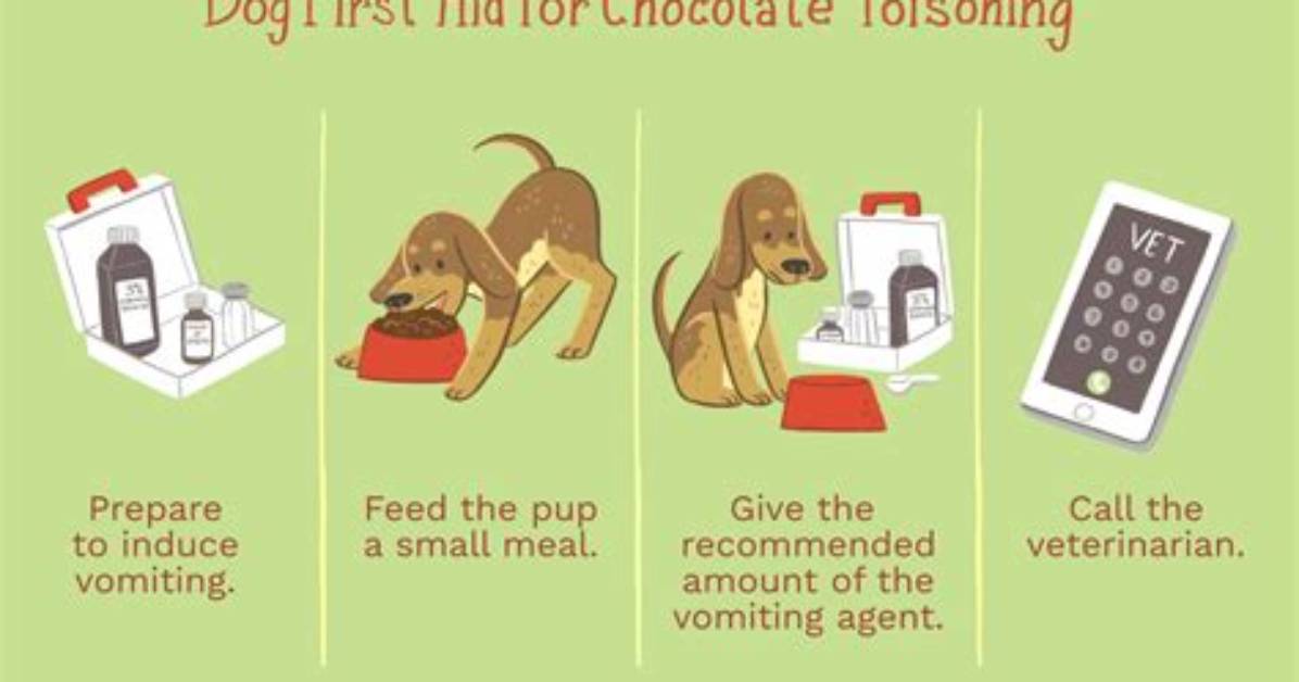 How Long After a Dog Eats Chocolate?