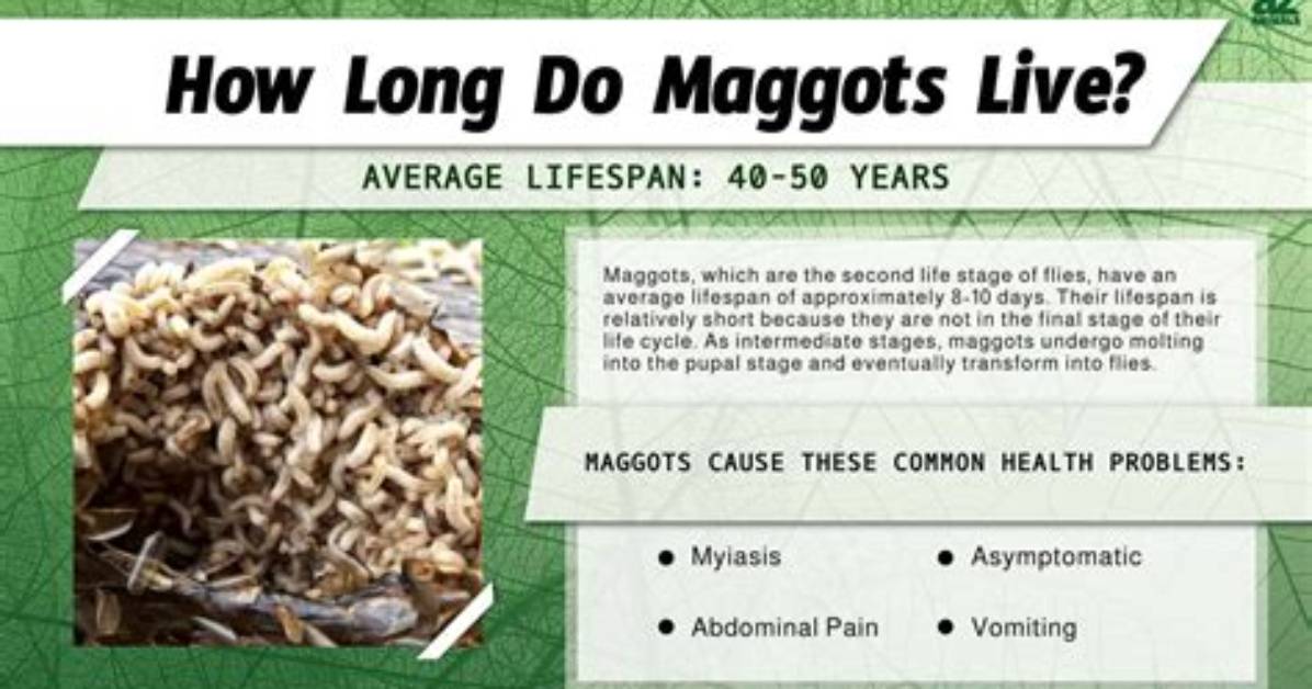 How Long After Death Do Maggots Appear?