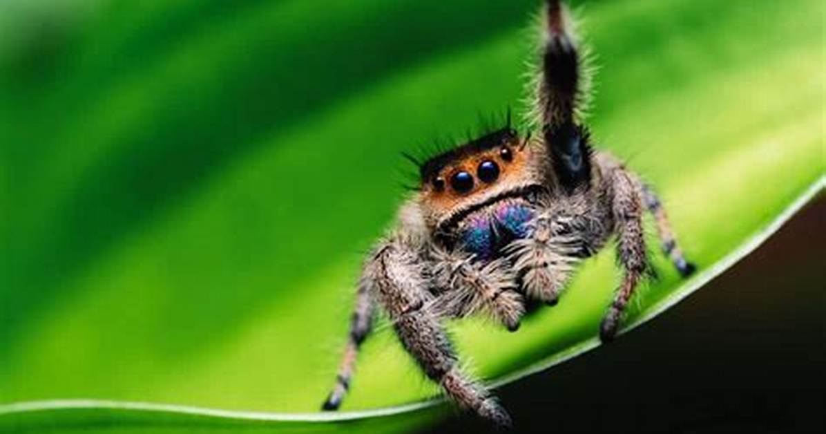 How Long Can a Jumping Spider Go Without Eating?