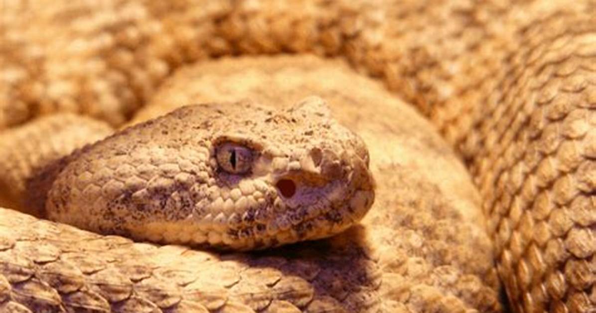 How Long Can a Snake Go Without Water
