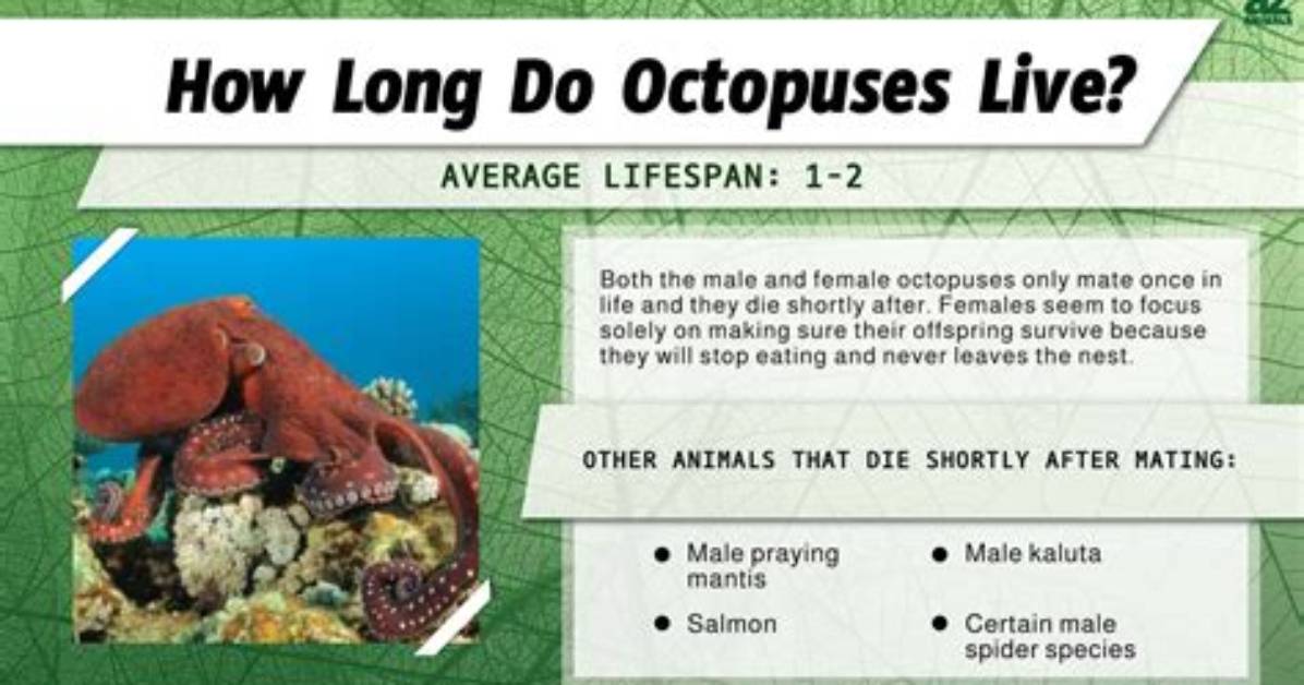How Long Can an Octopus Live