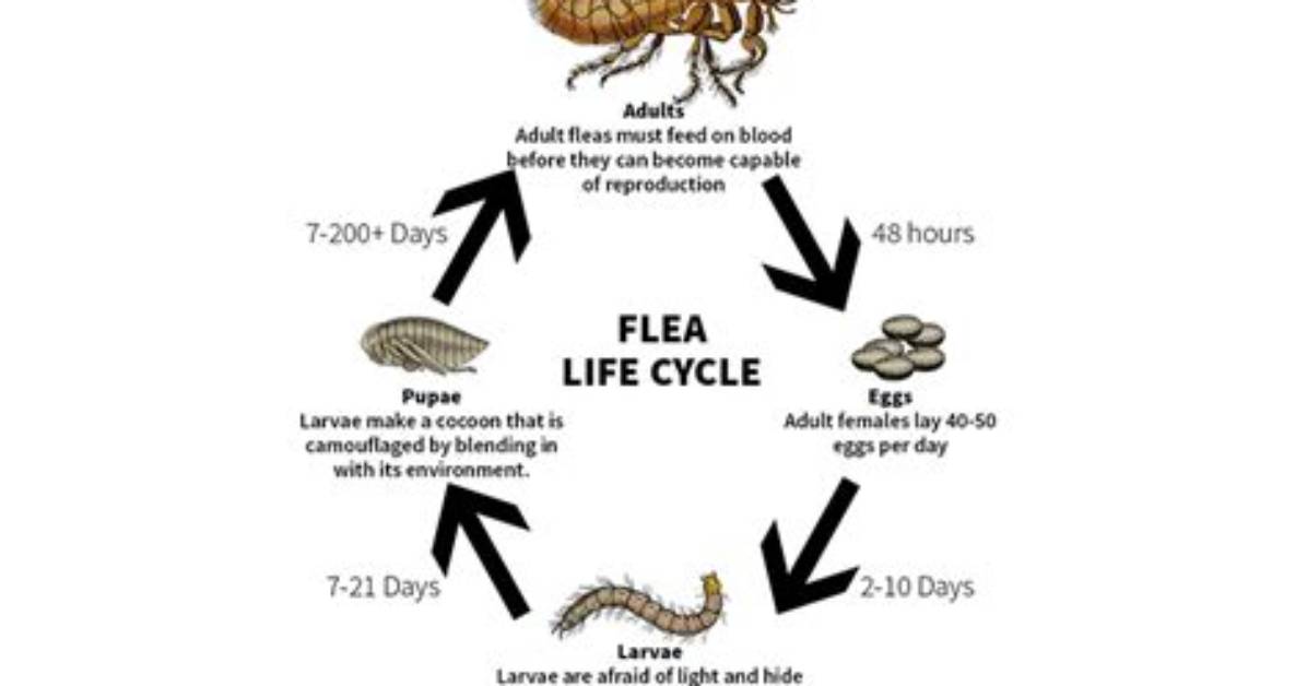 How Long Can Fleas Live in Empty Home