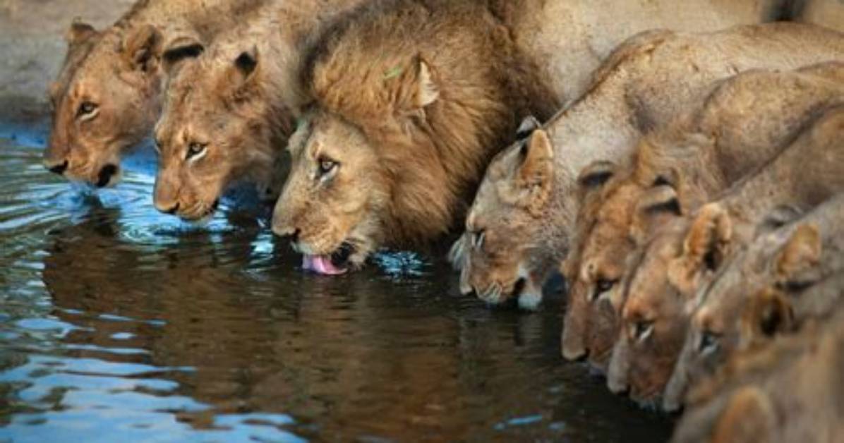 How Long Can Lions Go Without Food