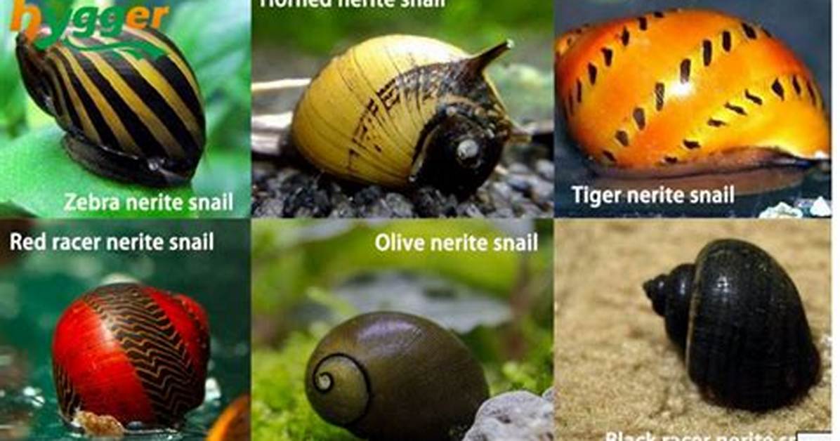 How Long Can Nerites Live?