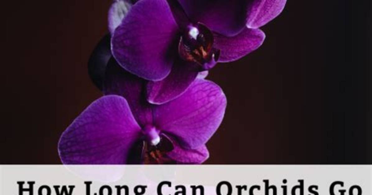 How Long Can Orchids Live