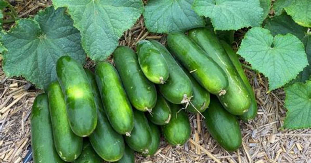 How Long Can You Keep Cucumbers in the Fridge