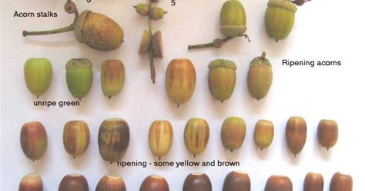 How Long Do Acorns Last