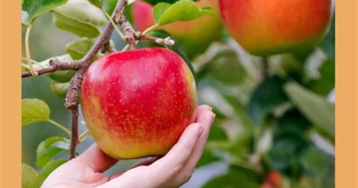 How Long Do Apples Last?