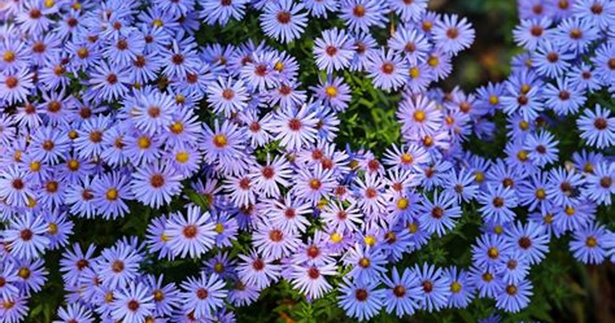 How Long Do Asters Bloom For