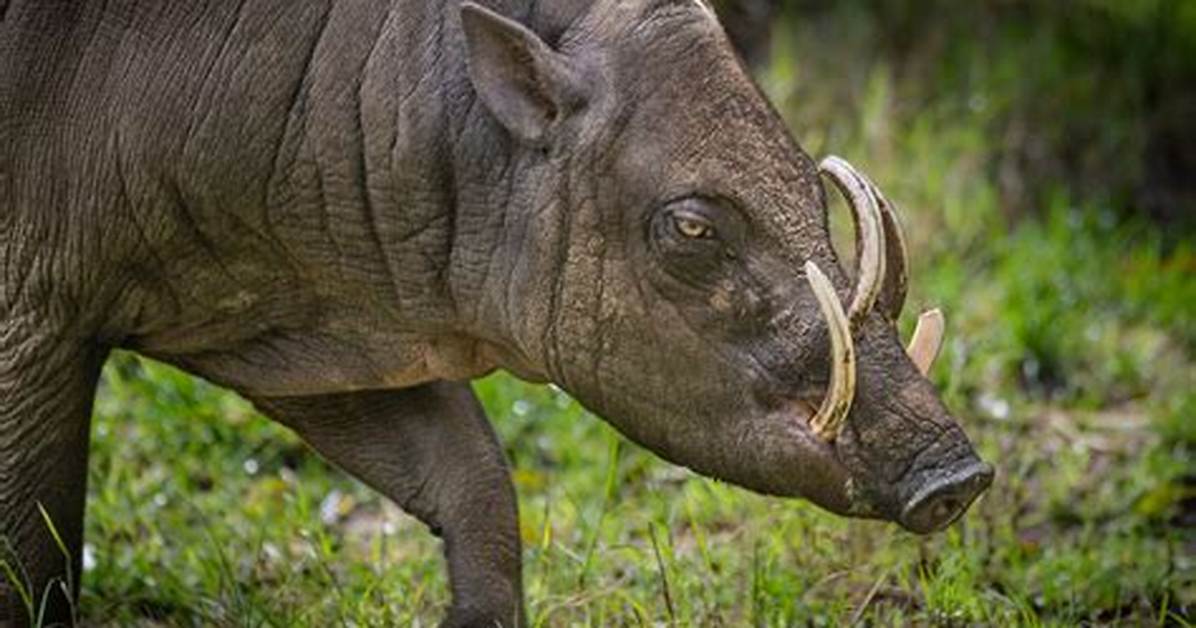How Long Do Babirusa Live?