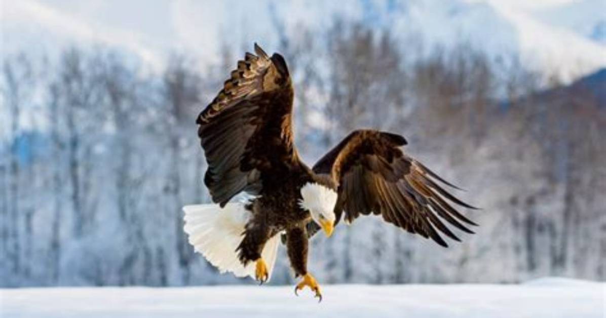 How Long Do Bald Eagles Live