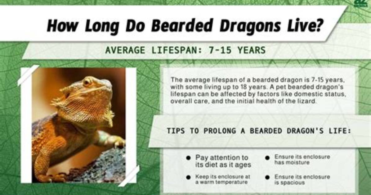 How Long Do Bearded Dragons Live?