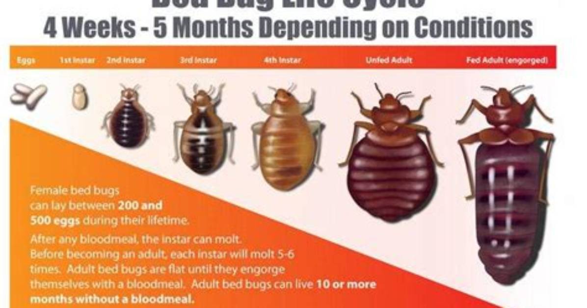 How Long Do Bed Bugs Survive After Treatment?