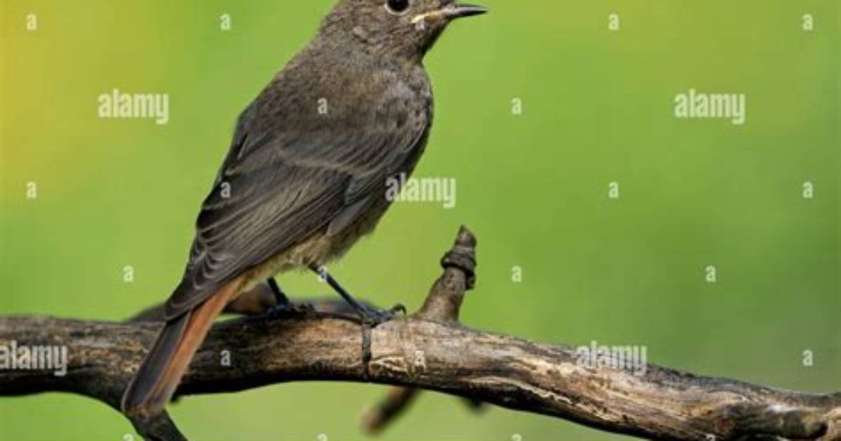 How Long Do Black Redstarts Live?