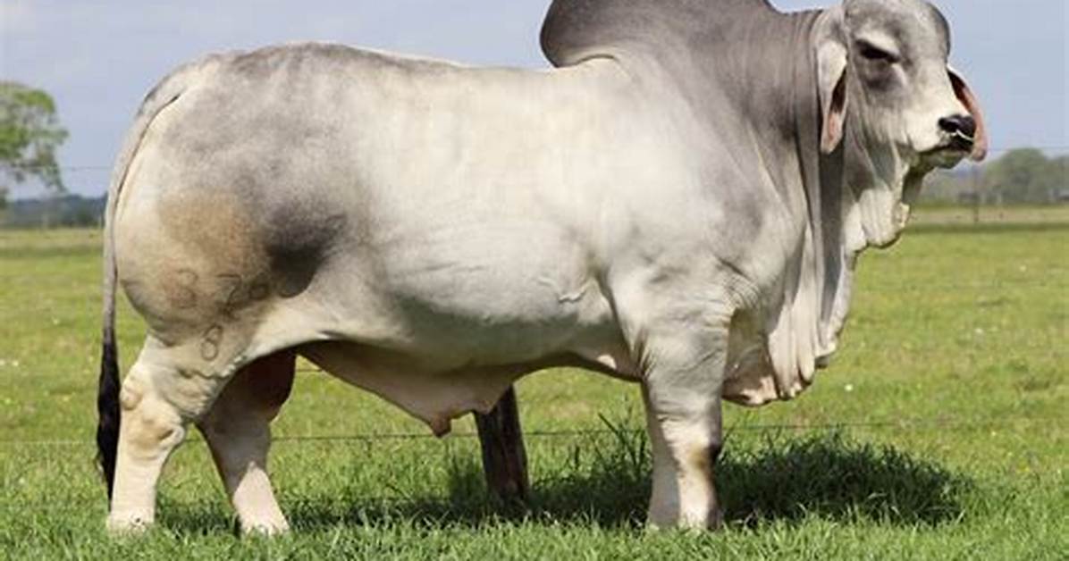 How Long Do Brahman Cattle Live