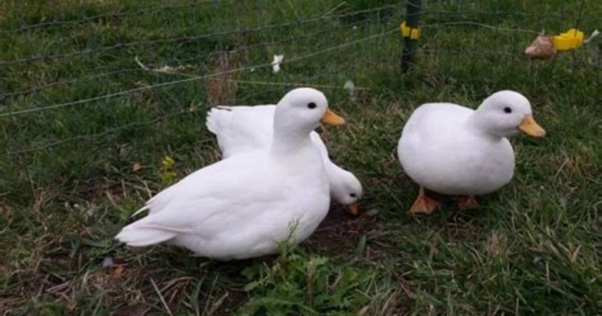 How Long Do Call Ducks Sit on Their Eggs?