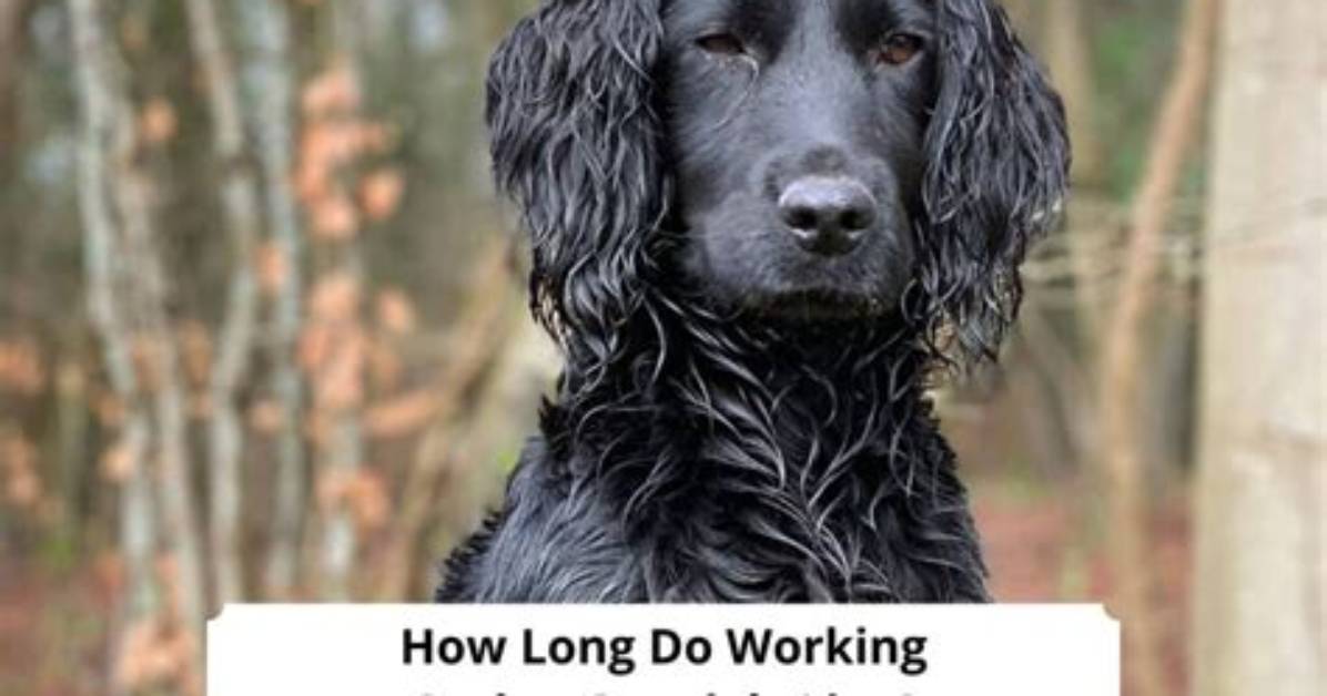 How Long Do Cocker Spaniels Live for?