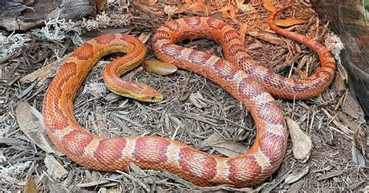 How Long Do Corn Snake Live as a Pet