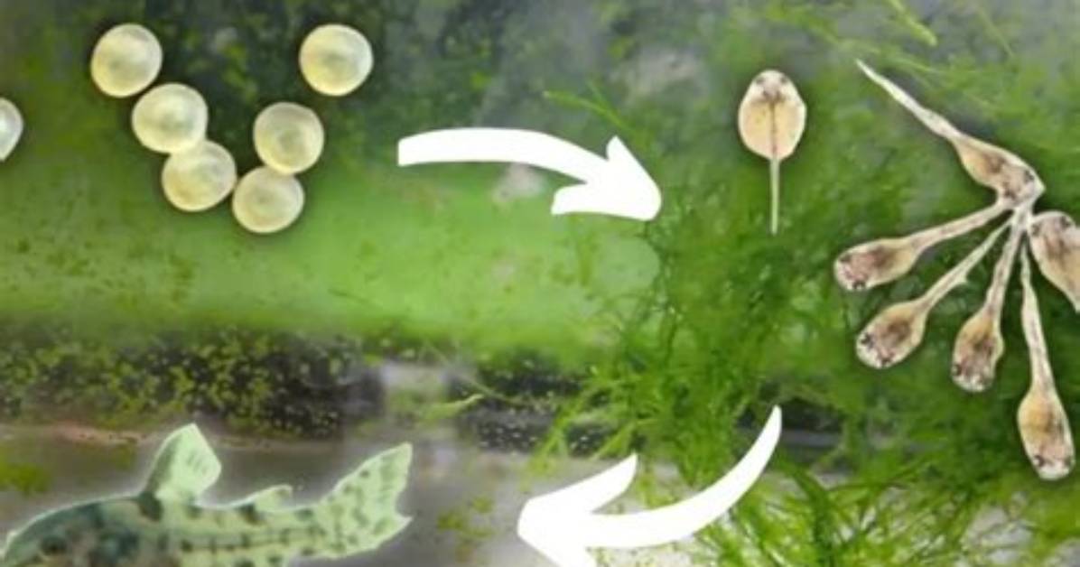 How Long Do Cory Catfish Eggs Take to Hatch?