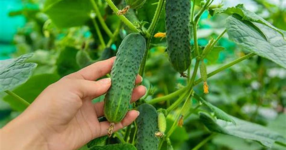 How Long Do Cucumber Plants Live