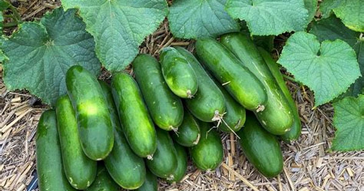 How Long Do Cucumbers Plants Last