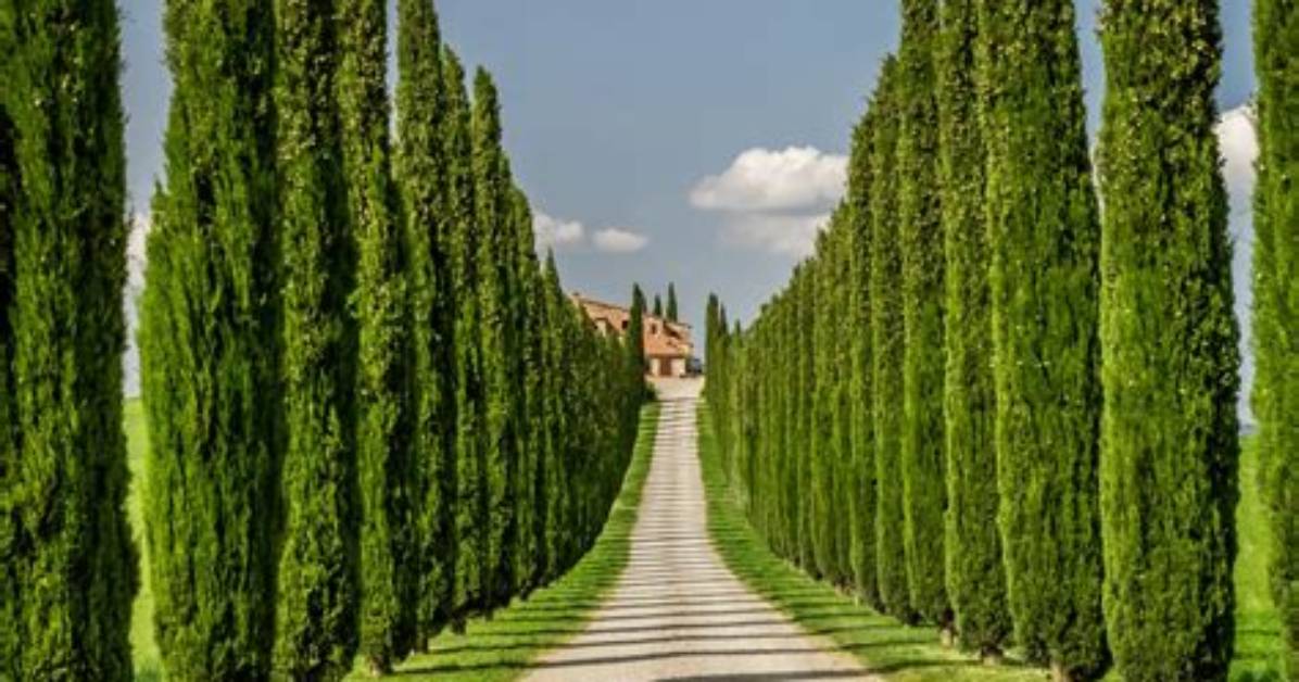 How Long Do Cypress Trees Take to Grow?