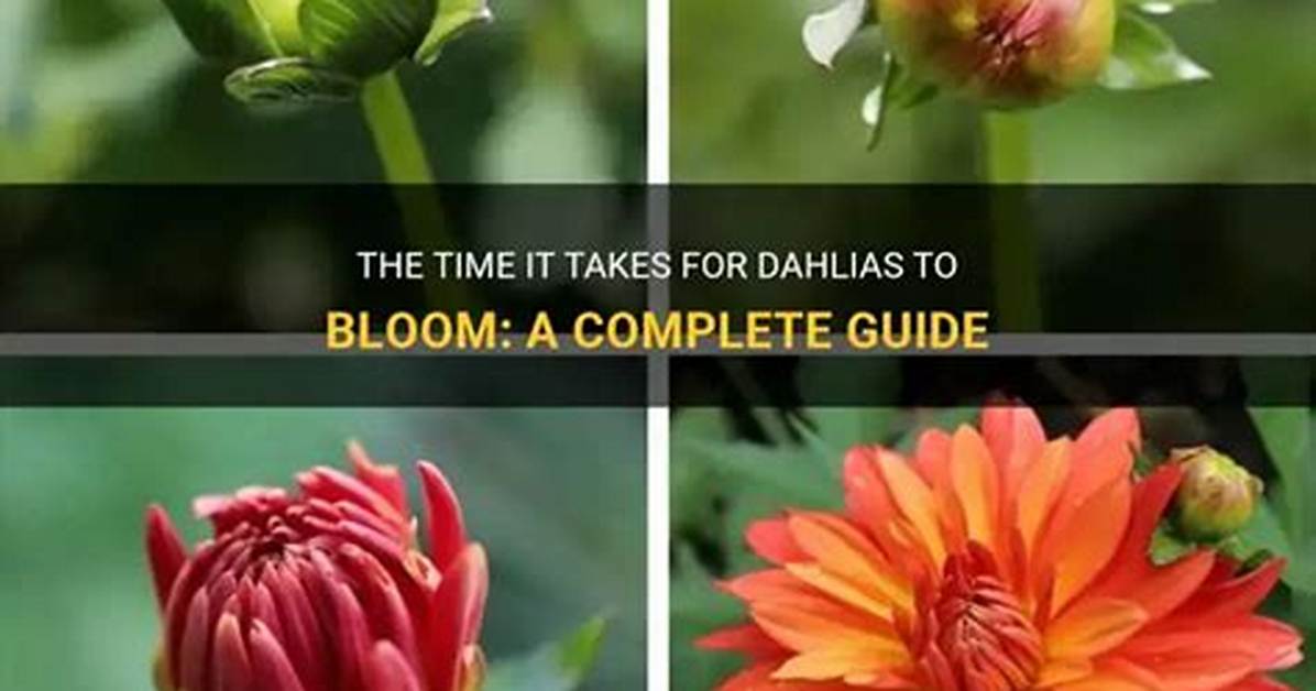 How Long Do Dahlias Bloom?