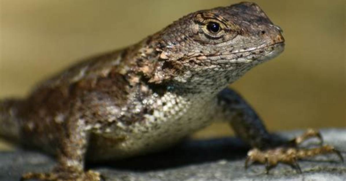How Long Do Eastern Fence Lizards Live?