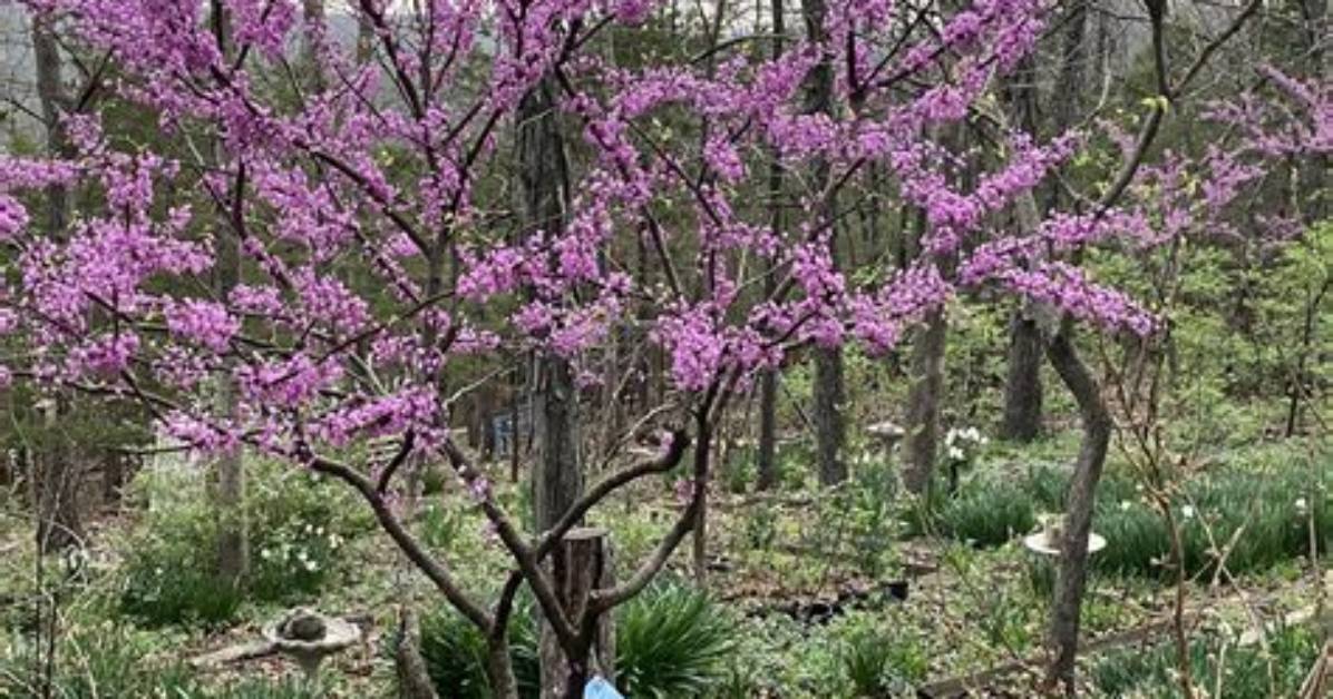 How Long Do Eastern Redbuds Bloom?