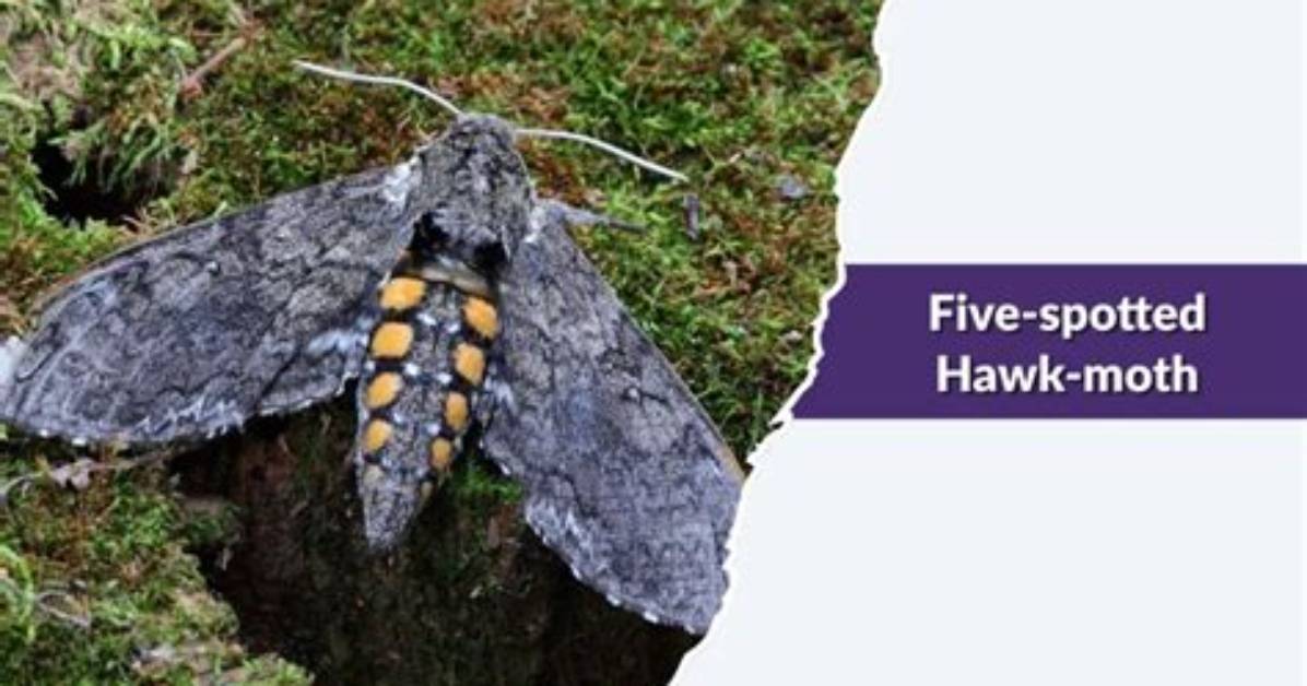 How Long Do Five Spotted Hawk Moths Live?