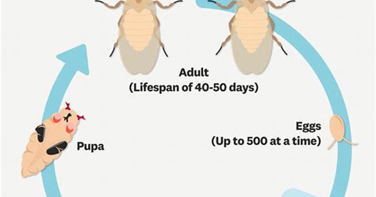 How Long Do Flies Live?