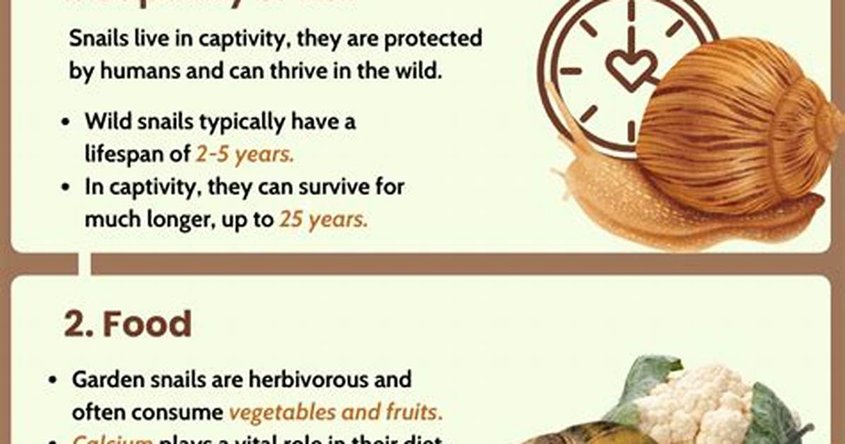 How Long Do Garden Snails Live?