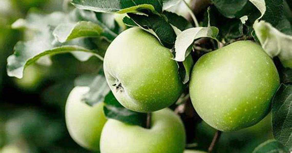 How Long Do Granny Smith Apples Last