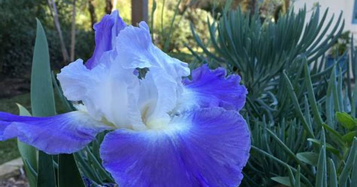 How Long Do Iris Blooms Last
