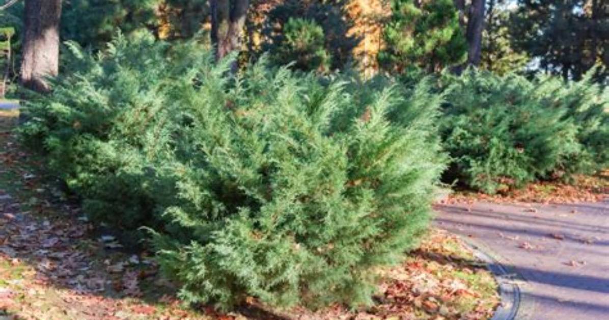 How Long Do Junipers Last